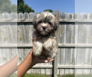 Havanese Puppy for sale in CAMBRIDGE, NE, USA