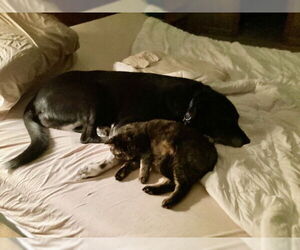 BAILEY #17 - Female Mutt Dog for Adoption - Photo #4