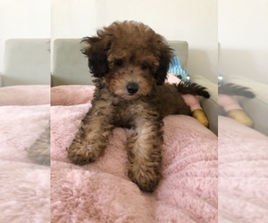 Goldendoodle (Miniature) Puppy for sale in BEVERLY HILLS, CA, USA