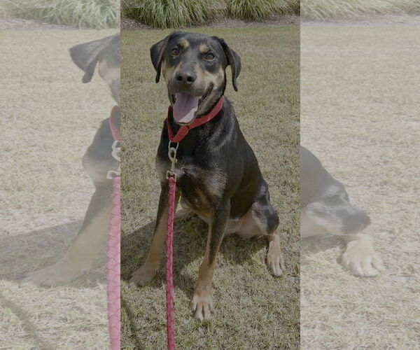 Medium Photo #10 Labrottie Puppy For Sale in Munford, TN, USA