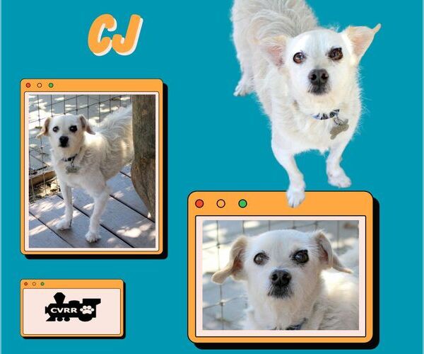 Medium Photo #1 Mutt Puppy For Sale in Lindsay, CA, USA