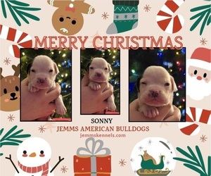 American Bulldog Puppy for sale in THREE RIVERS, MI, USA