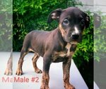 Small Photo #8 American Pit Bull Terrier Puppy For Sale in POPLAR BLUFF, MO, USA