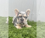 Small Photo #23 French Bulldog Puppy For Sale in PACIFIC PALISADES, CA, USA