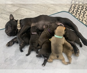 French Bulldog Puppy for sale in CLEARWATER, KS, USA