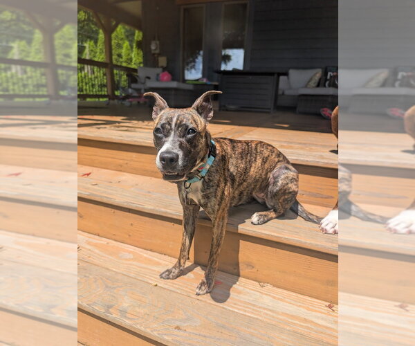 Medium Photo #3 Boston Terrier-Unknown Mix Puppy For Sale in Springdale, PA, USA
