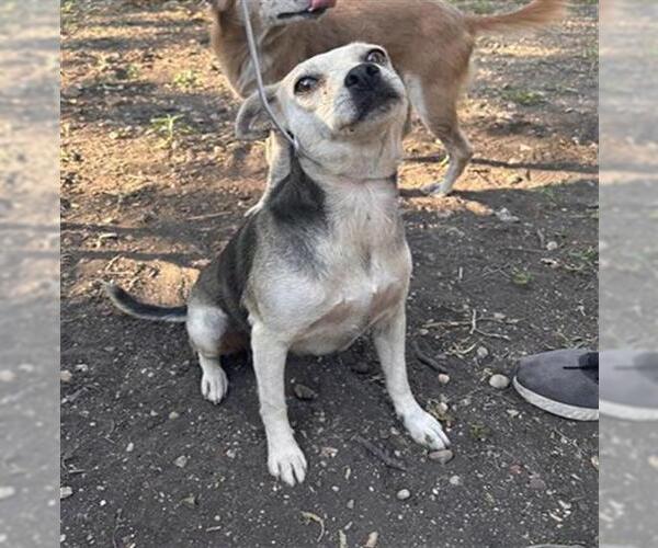 Medium Photo #1 Chihuahua-Unknown Mix Puppy For Sale in San Antonio, TX, USA