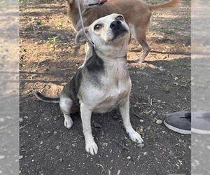 Chihuahua-Unknown Mix Dogs for adoption in San Antonio, TX, USA