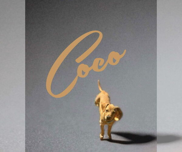 Medium Photo #5 Jack Russell Terrier-Labrador Retriever Mix Puppy For Sale in Princeton, MN, USA