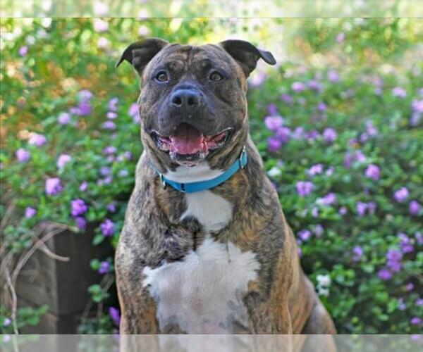 Medium Photo #1 Plott Hound-Unknown Mix Puppy For Sale in Tavares, FL, USA