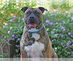 Small Plott Hound Mix