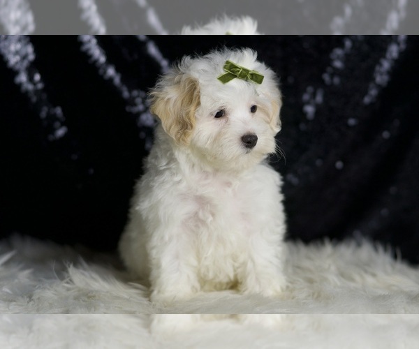 Medium Photo #6 Maltipoo Puppy For Sale in WARSAW, IN, USA