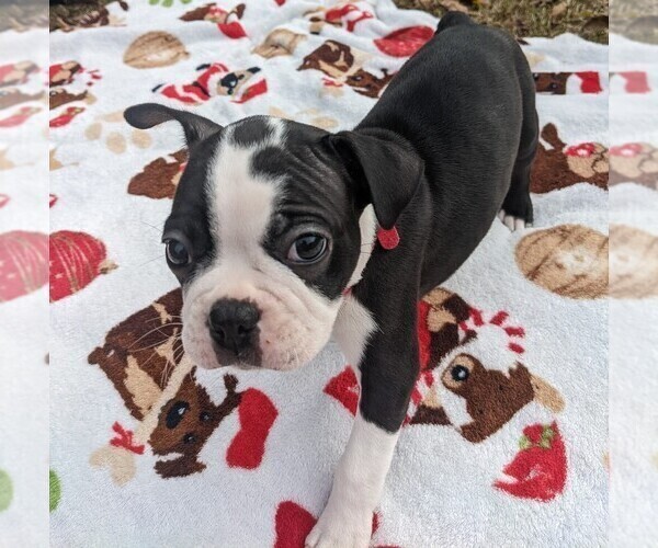Full screen Photo #3 Boston Terrier Puppy For Sale in MACON, GA, USA