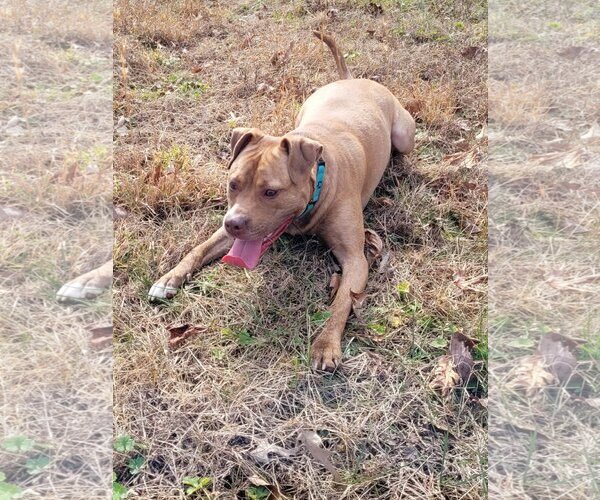 Medium Photo #12 American Staffordshire Terrier-Unknown Mix Puppy For Sale in Spotsylvania, VA, USA