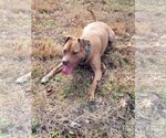 Small #11 American Staffordshire Terrier Mix