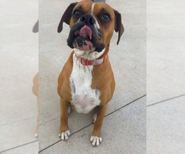 Medium Photo #3 Boxer Puppy For Sale in Austin, TX, USA