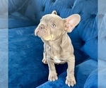 Small Photo #16 French Bulldog Puppy For Sale in AUSTIN, TX, USA