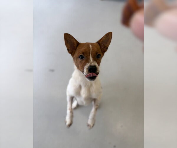 Medium Photo #5 Basenji Puppy For Sale in Studio City, CA, USA