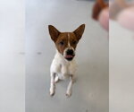 Small #4 Basenji