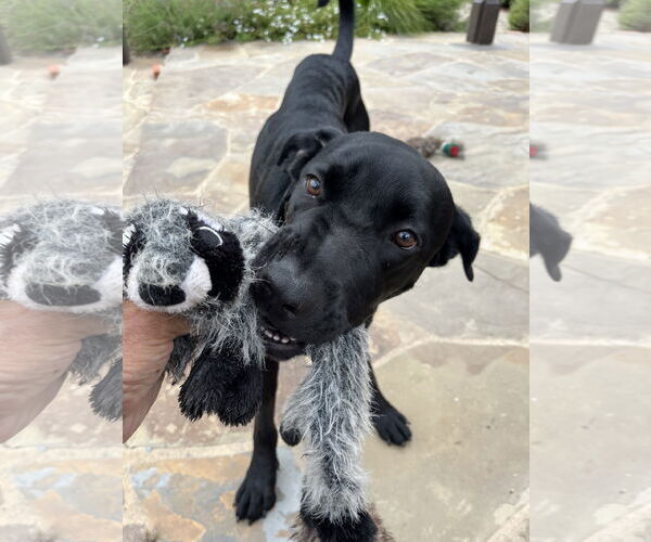 Medium Photo #5 Labrador Retriever-Unknown Mix Puppy For Sale in San Diego, CA, USA