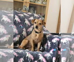 Small #1 Chiweenie