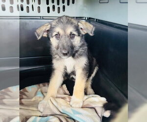 German Shepherd Dog-Unknown Mix Dogs for adoption in Claremore, OK, USA