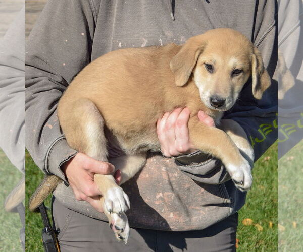 Medium Photo #2 German Shepherd Dog-Unknown Mix Puppy For Sale in Huntley, IL, USA