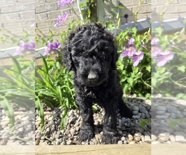 Medium Photo #1 Labradoodle Puppy For Sale in WILLIAMSTOWN, KY, USA