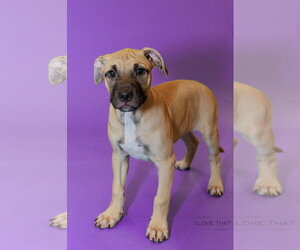 Mastiff-Unknown Mix Dogs for adoption in The Woodlands, TX, USA