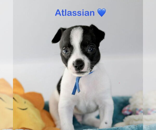 Medium Photo #1 Chihuahua-Unknown Mix Puppy For Sale in Corona, CA, USA