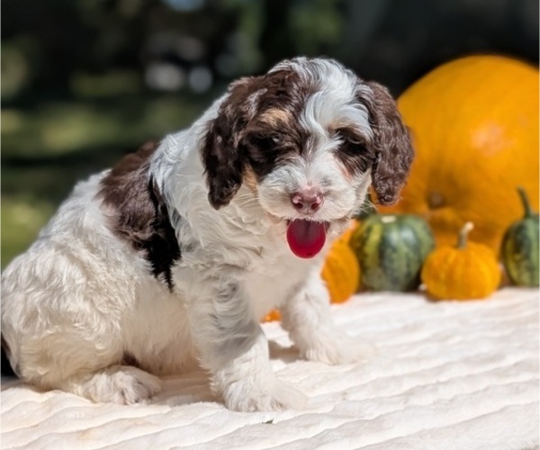 Medium Photo #68 Miniature Bernedoodle Puppy For Sale in GOSHEN, IN, USA
