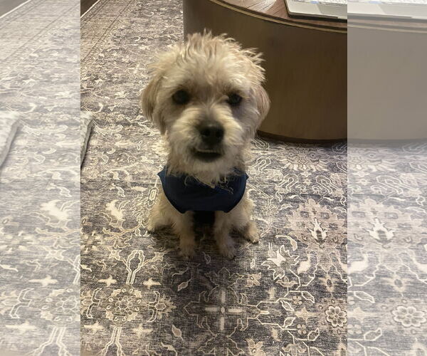 Medium Photo #10 Mutt Puppy For Sale in Fort Worth, TX, USA
