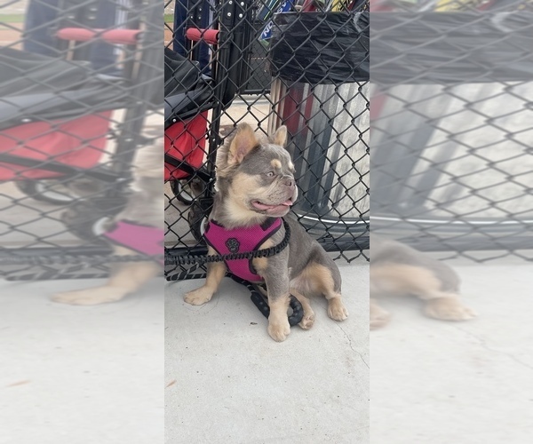 Medium Photo #1 French Bulldog Puppy For Sale in FOLSOM, CA, USA