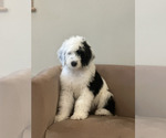 Small Photo #10 Sheepadoodle Puppy For Sale in ST AUGUSTINE, FL, USA