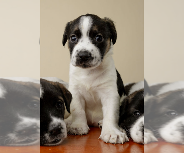Medium Photo #2 Labrador Retriever-Unknown Mix Puppy For Sale in Garner, NC, USA