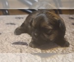 Small Photo #11 Shih Tzu Puppy For Sale in BELLEVILLE, MI, USA