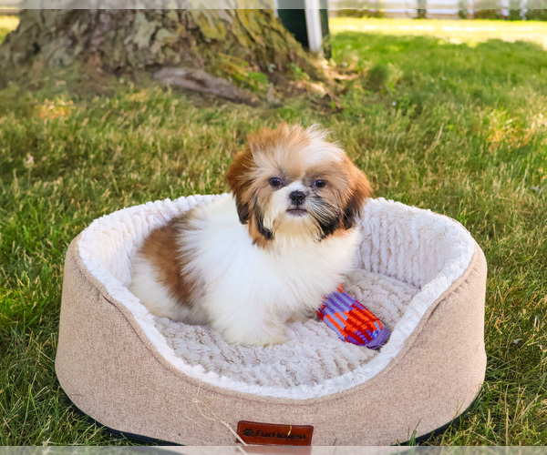 Medium Photo #6 Shih Tzu Puppy For Sale in SYRACUSE, IN, USA