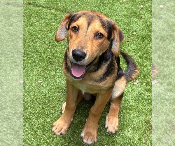Medium Photo #2 Beagle-Unknown Mix Puppy For Sale in Lakewood, CO, USA