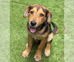Small #1 Beagle Mix