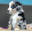 Small Photo #1 Miniature American Shepherd Puppy For Sale in HI VISTA, CA, USA
