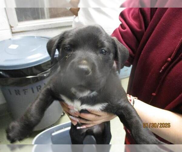 Medium Photo #1 American Pit Bull Terrier-Unknown Mix Puppy For Sale in Oklahoma City, OK, USA