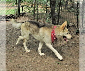 Luka - Male Siberian Husky-Unknown Mix Dog for Adoption - Photo #4