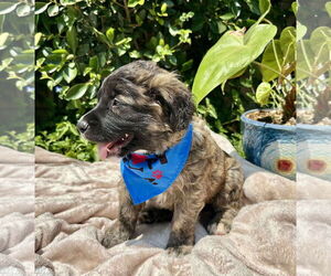 Mutt Dogs for adoption in Menifee, CA, USA