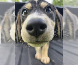 Labrador Retriever-Unknown Mix Dogs for adoption in garner, NC, USA
