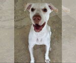 Small #9 Labrador Retriever Mix