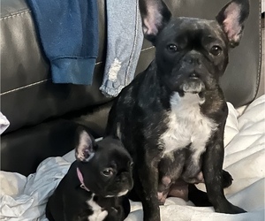 Mother of the French Bulldog puppies born on 11/09/2021