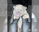 Puppy 3 French Bulldog