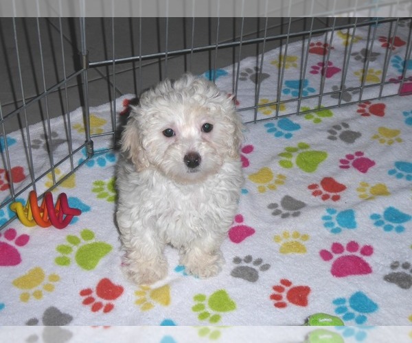 Medium Photo #7 Havanese-Poodle (Toy) Mix Puppy For Sale in ORO VALLEY, AZ, USA