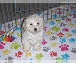 Small #6 Havanese-Poodle (Toy) Mix