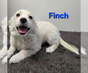 Spaniel-Unknown Mix Dogs for adoption in Modesto, CA, USA